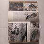 The Pictorial Encyclopedia of Birds edited by Bruce Campbell Image 3