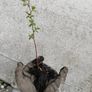 Salix grey willow plants Image 5