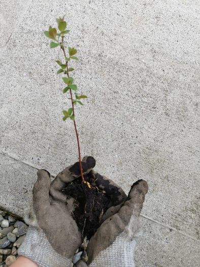 Salix grey willow plants