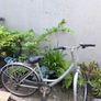 Bike Giant expression Image 3