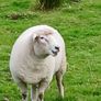 Galway sheep Image 2