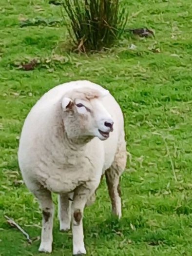 Galway sheep