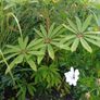 Large Schefflera taiwaniana tropical specimen Image 2