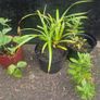 ornamental grass Image 3