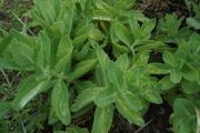 Sedum
