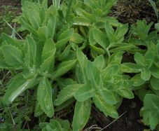 Sedum