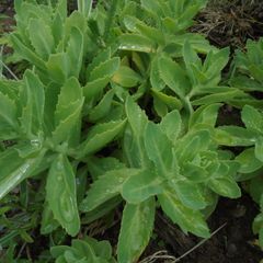 Sedum