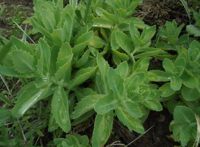 Sedum