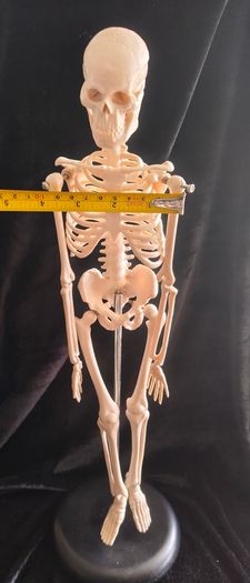 mini human anatomical skeleton model