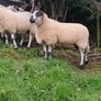 Brockie rams Image 5