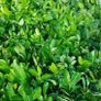 Laurel Hedging Image 4