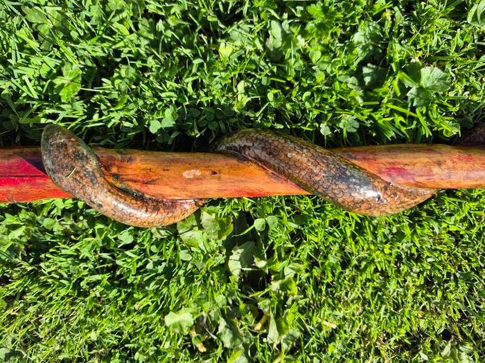 Hand-Carved Wooden Snake Walking Stick / Serpent Cane