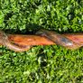 Hand-Carved Wooden Snake Walking Stick / Serpent Cane Image 5
