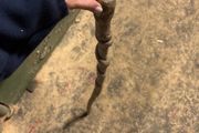 Irish walking stick