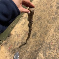 Irish walking stick