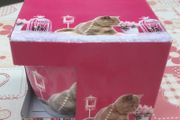 New In Box Cat Mug
