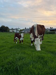 2 pedigree hereford cows with bull calves at foot