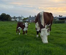 2 pedigree hereford cows with bull calves at foot