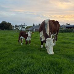 2 pedigree hereford cows with bull calves at foot