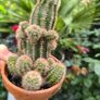 plants Image 2