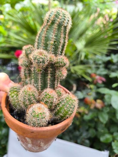 plants