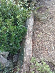 free tree trunks for firewood