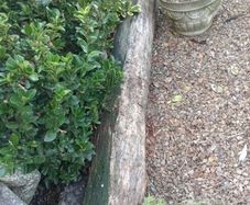 free tree trunks for firewood