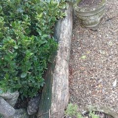 free tree trunks for firewood