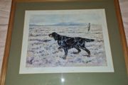 Limited edition print of Gordon Setter