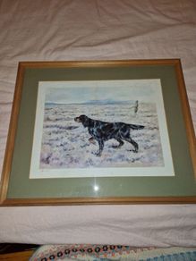 Limited edition print of Gordon Setter