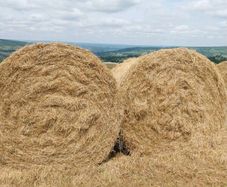 Hay