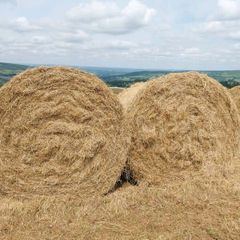 Hay