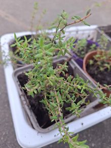 Thyme
