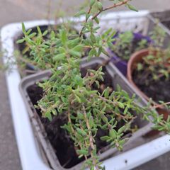 Thyme