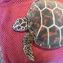 Toy Turtle Image 3