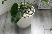 Anthurium Indoor Plant with White Pot