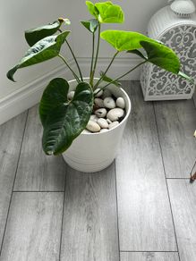 Anthurium Indoor Plant with White Pot