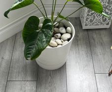Anthurium Indoor Plant with White Pot