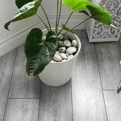 Anthurium Indoor Plant with White Pot