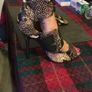 Ladies new river island shoes size 5 reduced Image 8