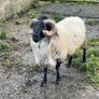 Mayo Blackfaced Ram Image 8
