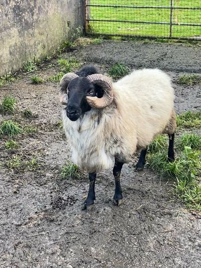 Mayo Blackfaced Ram