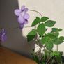 Streptocarpus saxorum  Cape primrose plant Image 2