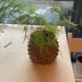 plants & pots Image 7