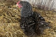 Beautiful maran hen and chicks