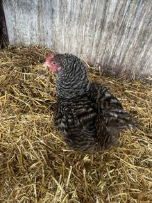 Beautiful maran hen and chicks