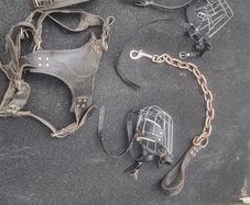 dog leads harness and muzzles blanket
