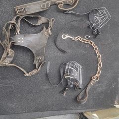 dog leads harness and muzzles blanket