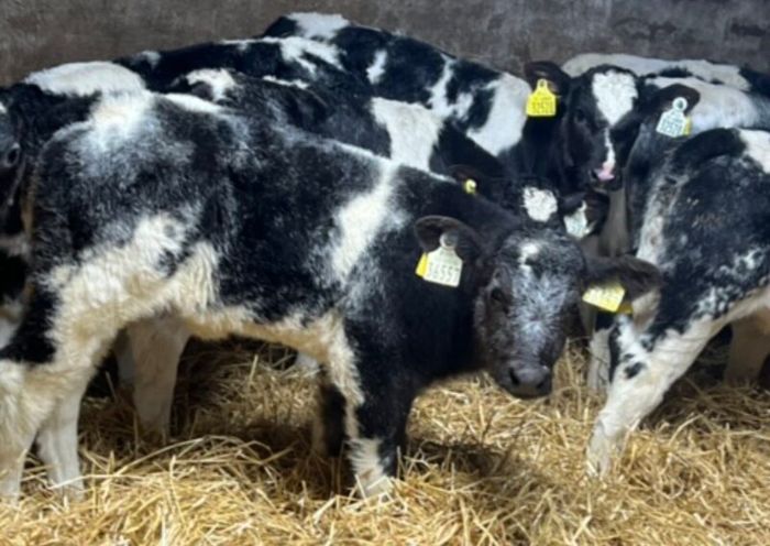 Belgian Blue Heifer Calves