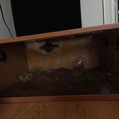 Reptile tanks (Gecko)